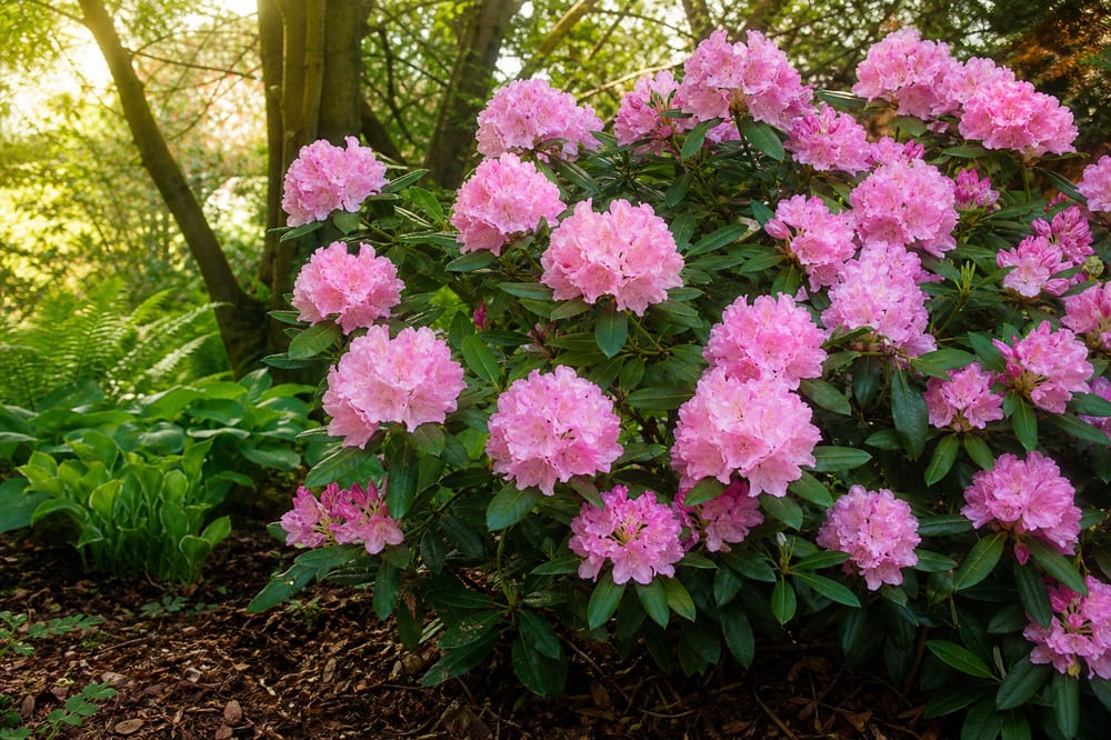Rhododendron en fleurs dans un jardin ombragé