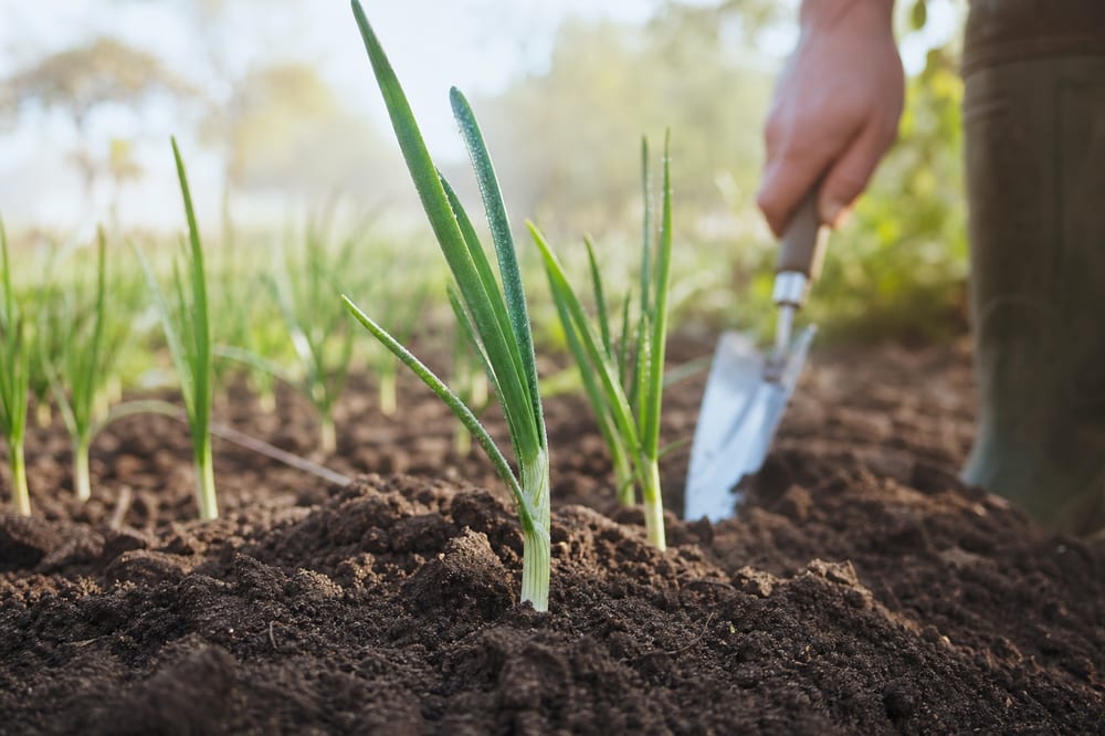 Jeunes poireaux repiqués dans un potager bio