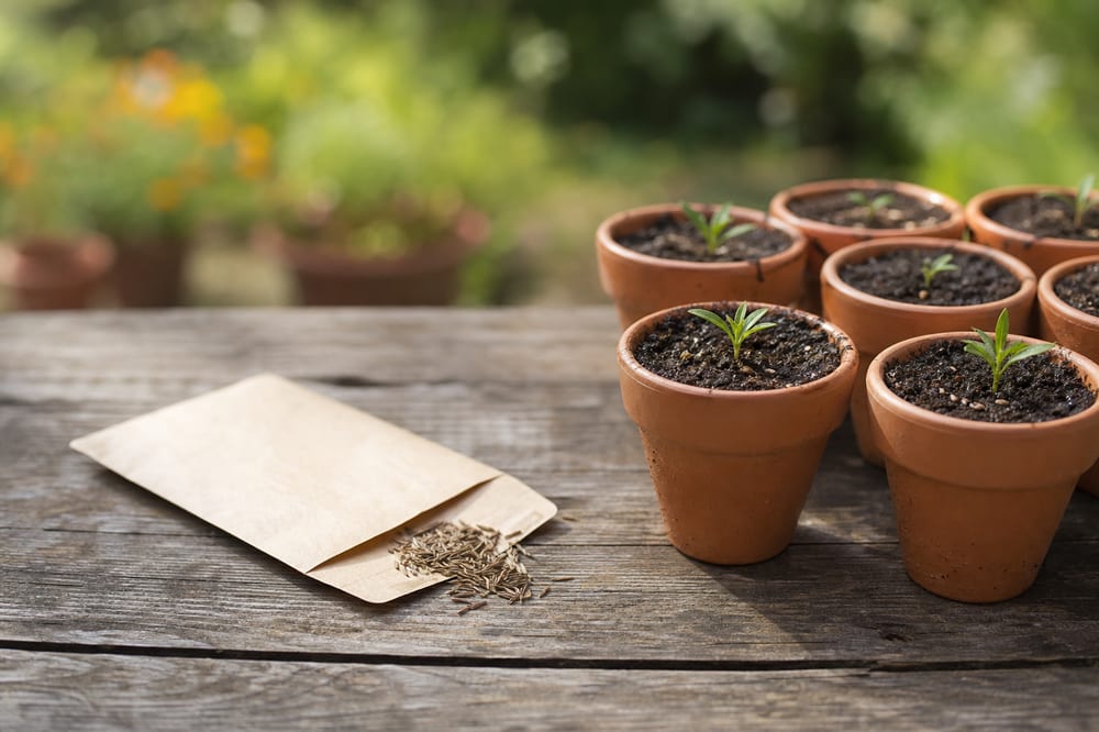 Semis d’œillets d’Inde en godets sur une table de jardin