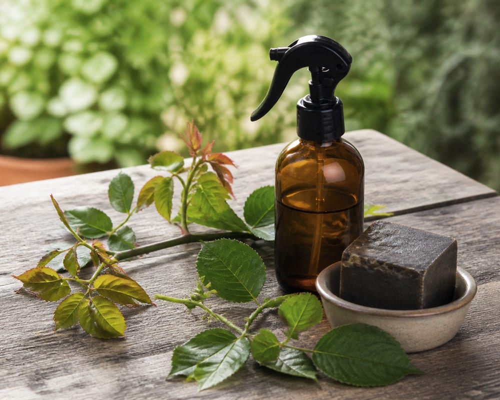 Pulvérisateur, savon noir et rameau de rosier sur une table de jardin