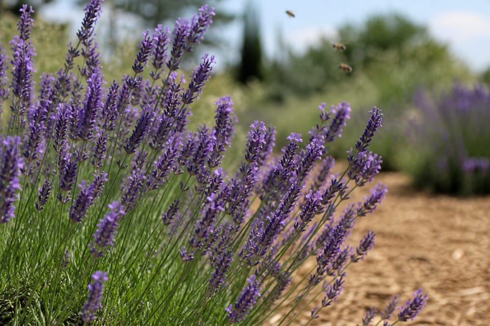 Floraison lavande : période, entretien et gestes utiles au jardin