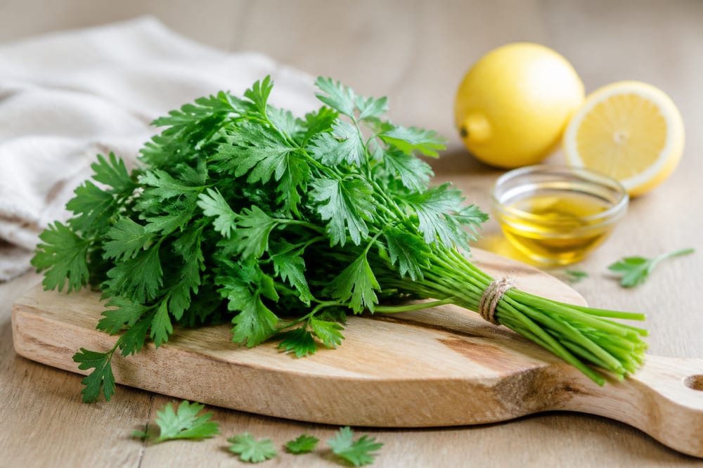 Bouquet de persil plat frais sur une planche en bois clair