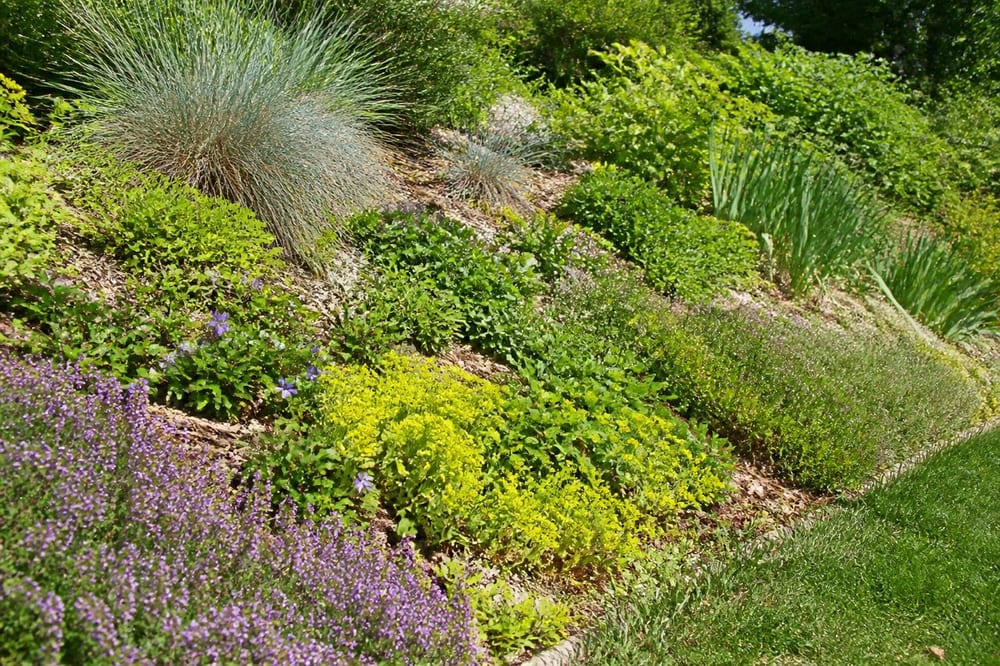 Plantes rampantes pour talus : couvrir une pente sans l’étouffer