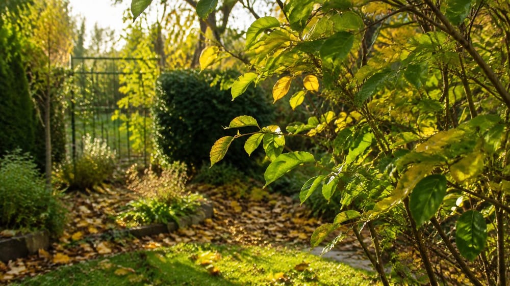 Feuillage caduc : ce que cela change vraiment au jardin