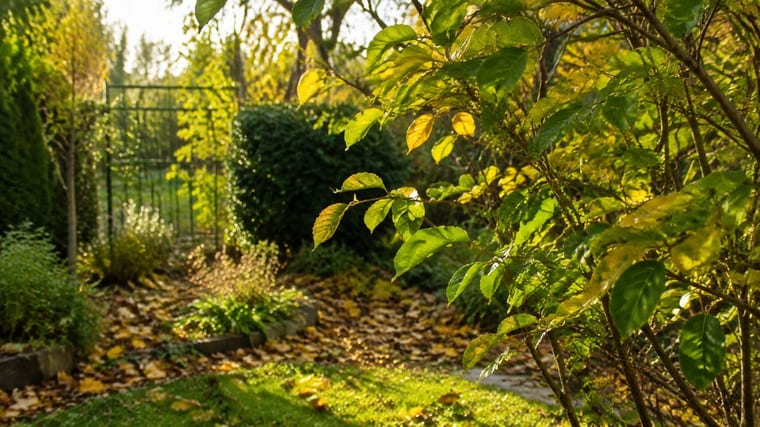 Feuillage caduc : ce que cela change vraiment au jardin